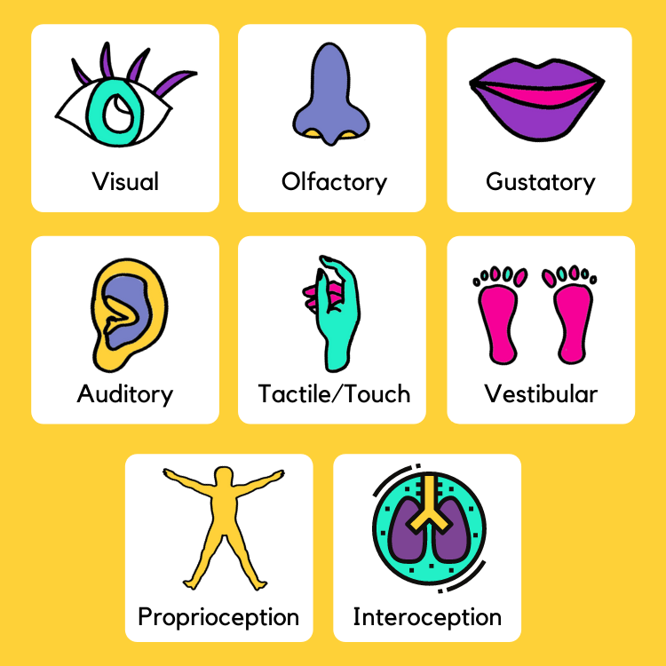 Our 8 Sensory Systems